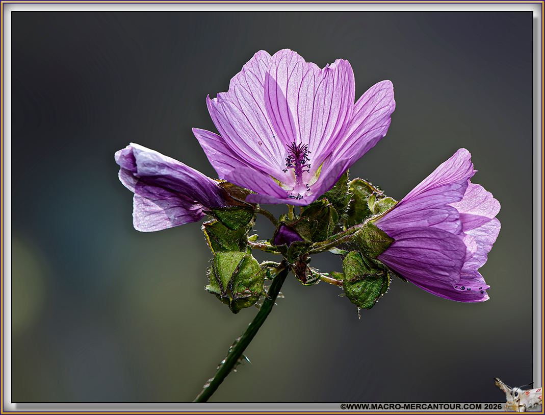 Mauve alc&eacute;e